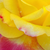 Sárga - rózsaszín - Teahibrid rózsa - Horticolor